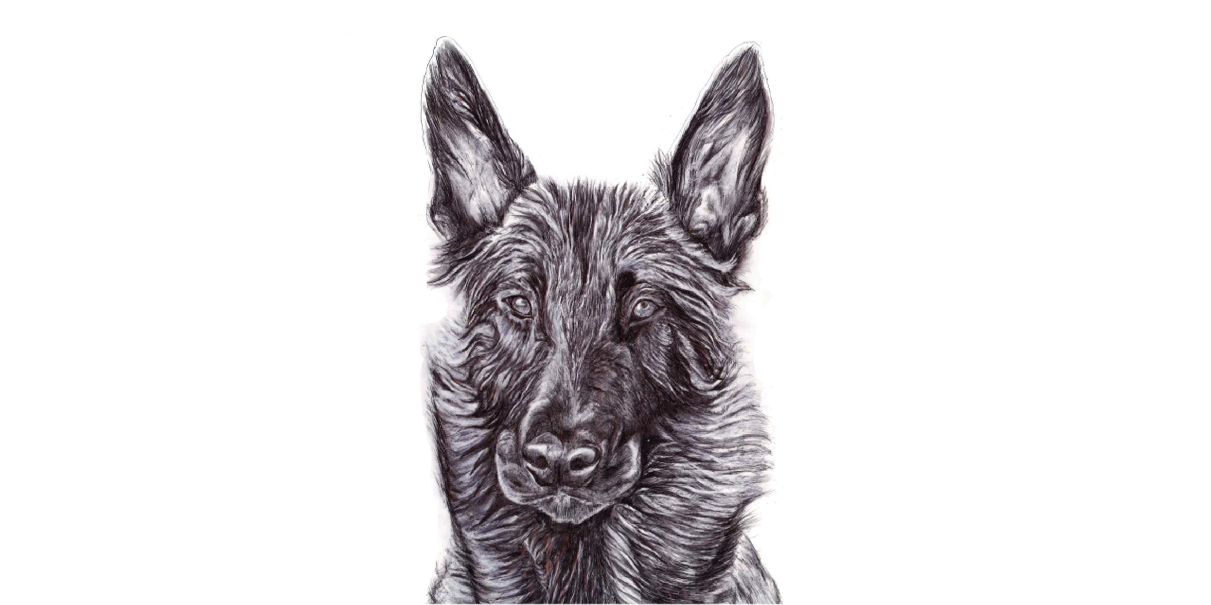 Portrait chien bic