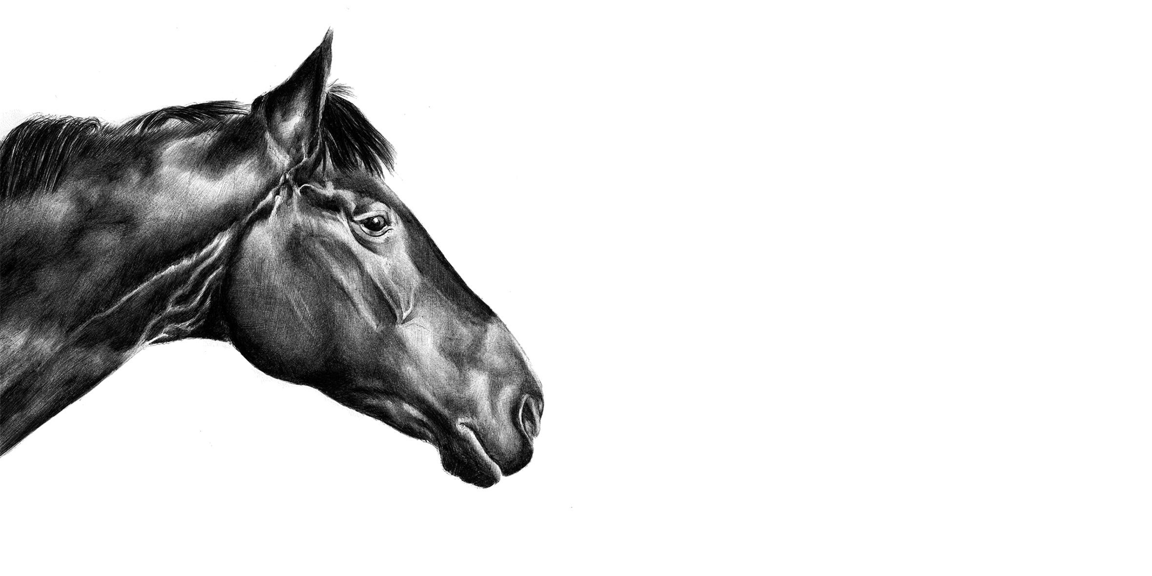 Portrait cheval bic