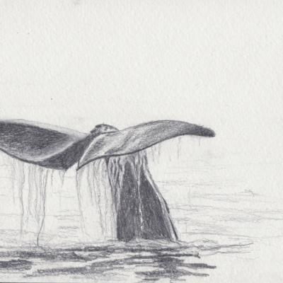 Croquis baleine