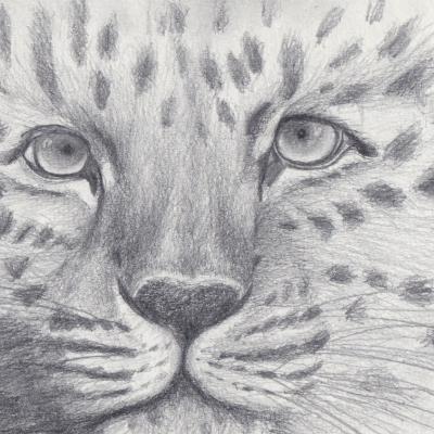 Croquis guépard