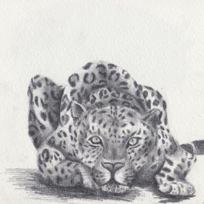 croquis jaguar