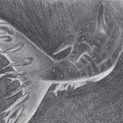 croquis requin-baleine